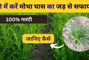 फ्री में करें मोथा घास का जड़ से सफाया!