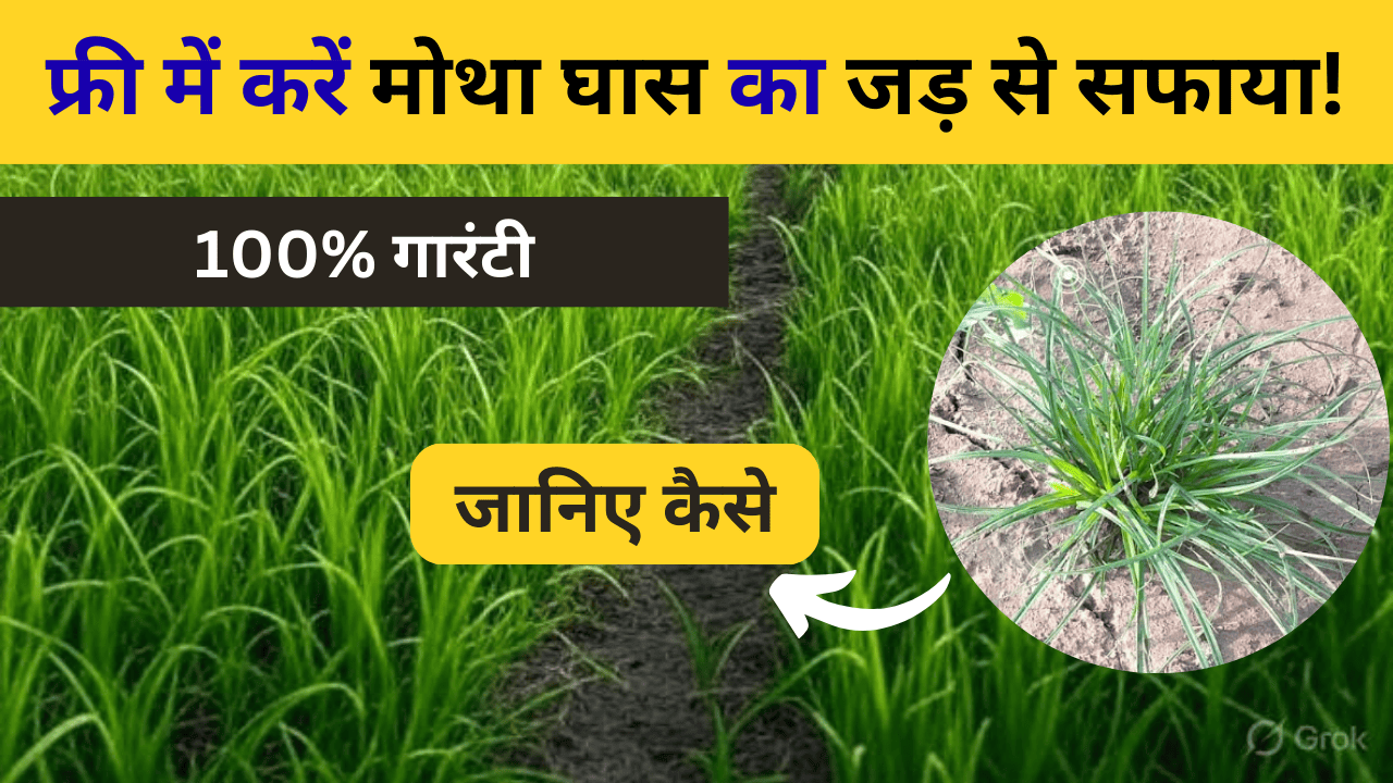 फ्री में करें मोथा घास का जड़ से सफाया!
