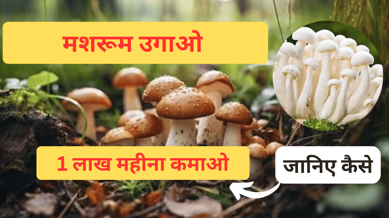 मशरूम उगाओ और 1 लाख महीना कमाओ – जानिए कैसे!