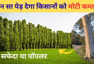 सफेदा या पॉपलर: कौन सा पेड़ देगा किसानों को मोटी कमाई? जो बदल देगा आपकी किस्मत