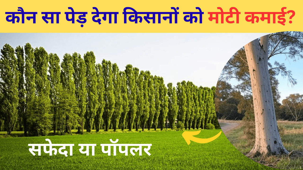 सफेदा या पॉपलर: कौन सा पेड़ देगा किसानों को मोटी कमाई? जो बदल देगा आपकी किस्मत