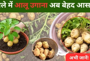सिर्फ 80 दिनों में बालकनी को बनाएं आलू की हरी-भरी बगिया! गमले में आलू उगाना अब बेहद आसान