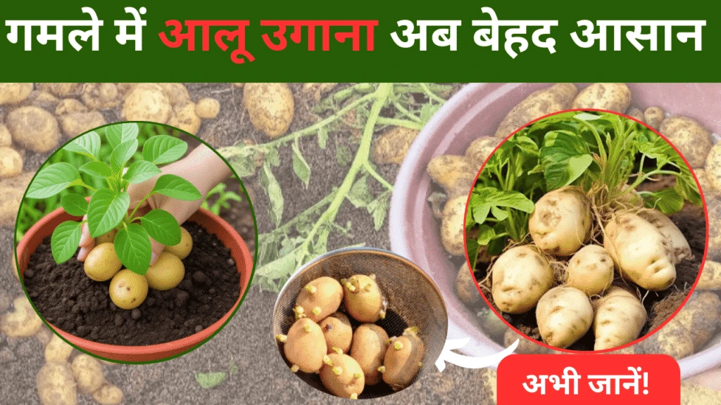 सिर्फ 80 दिनों में बालकनी को बनाएं आलू की हरी-भरी बगिया! गमले में आलू उगाना अब बेहद आसान