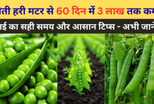 अगेती हरी मटर से 60 दिन में 3 लाख तक कमाएं! सही समय और आसान टिप्स – अभी जानें!