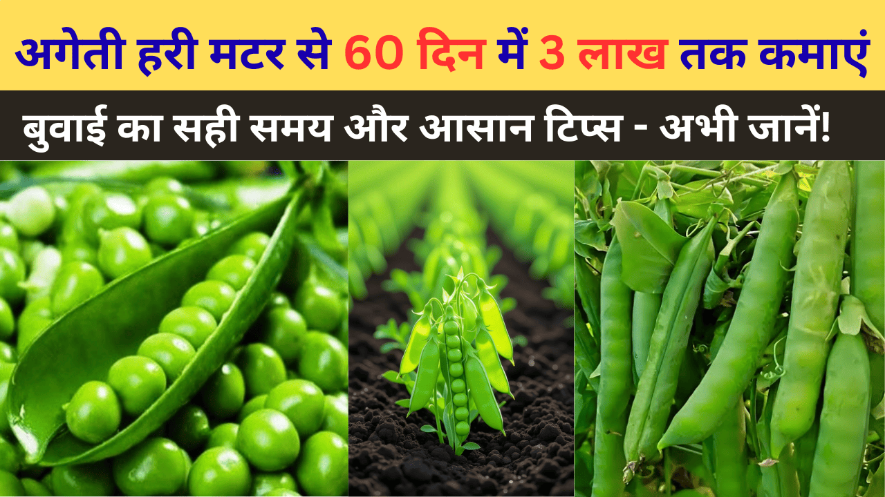 अगेती हरी मटर से 60 दिन में 3 लाख तक कमाएं! सही समय और आसान टिप्स – अभी जानें!