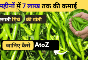 मिर्च की खेती का सही समय