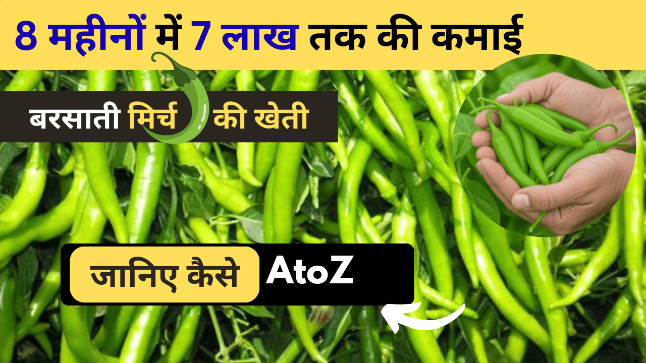 मिर्च की खेती का सही समय