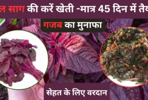 लाल साग की करें खेती, मात्र 45 दिन में होगा तैयार, मुनाफा गजब का, सेहत के लिए वरदान!