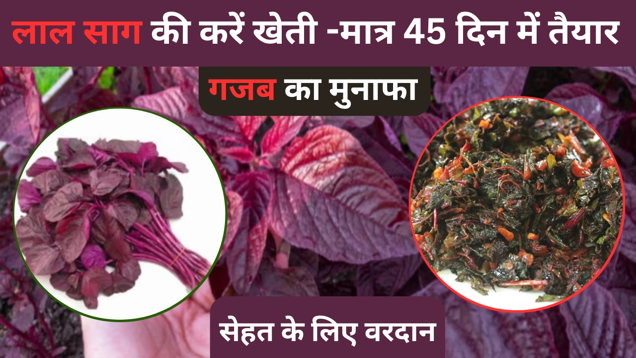 लाल साग की करें खेती, मात्र 45 दिन में होगा तैयार, मुनाफा गजब का, सेहत के लिए वरदान!