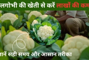 फूलगोभी की खेती से लाखों कमाएं