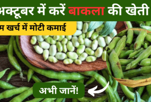 किसान भाइयों अक्टूबर में करें बाकला की खेती, कम खर्च में मोटी कमाई का मौका!