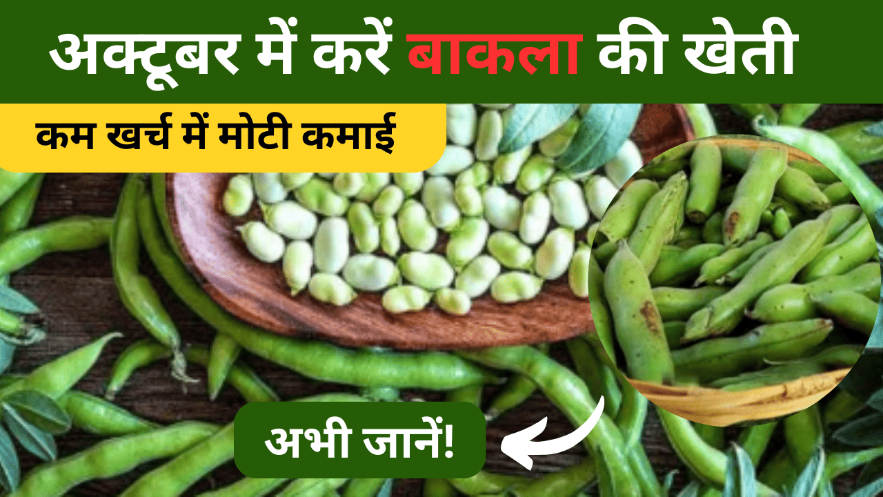 किसान भाइयों अक्टूबर में करें बाकला की खेती, कम खर्च में मोटी कमाई का मौका!