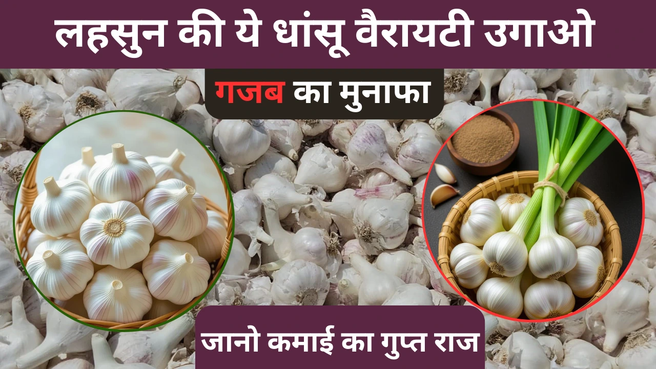 लहसुन की खेती