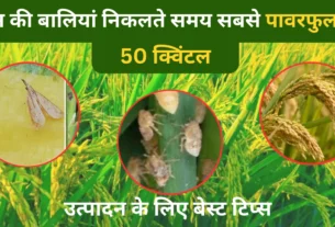 धान की बालियां निकलते समय सबसे पावरफुल स्प्रे! 50 क्विंटल/हेक्टेयर उत्पादन के लिए बेस्ट टिप्स