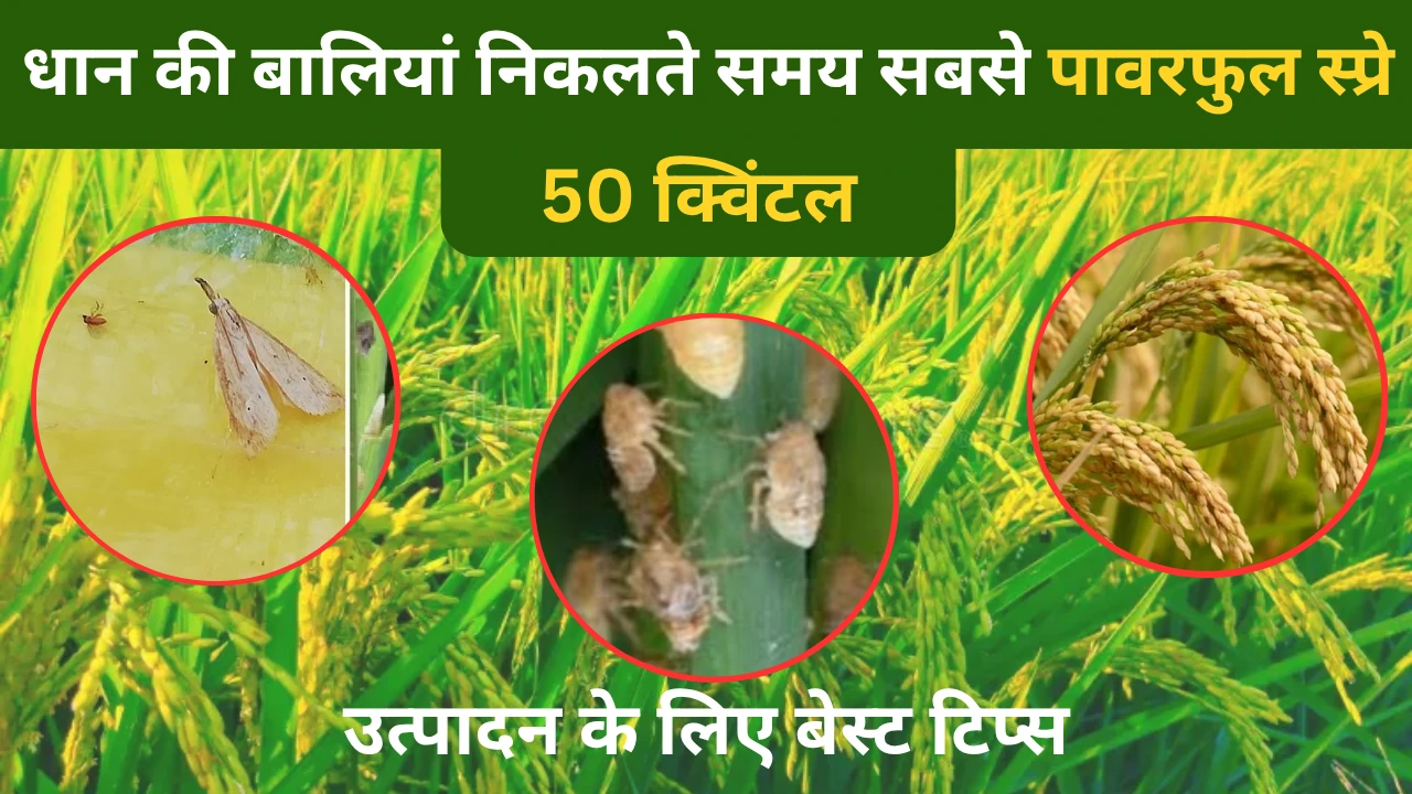 धान की बालियां निकलते समय सबसे पावरफुल स्प्रे! 50 क्विंटल/हेक्टेयर उत्पादन के लिए बेस्ट टिप्स